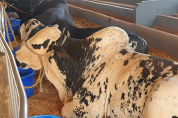 Foto - Exposição de animais é sucesso na Expo Paraguaçu 2025 