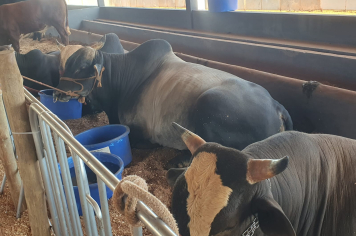 Foto - Exposição de animais é sucesso na Expo Paraguaçu 2025 