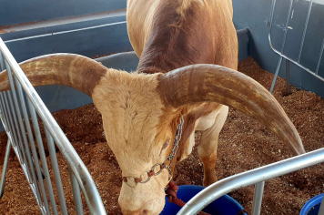 Foto - Exposição de animais é sucesso na Expo Paraguaçu 2025 