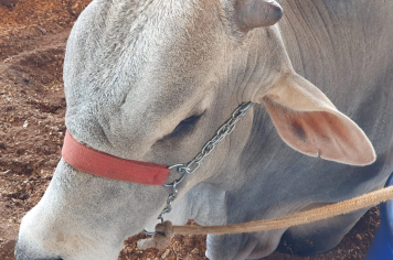 Foto - Exposição de animais é sucesso na Expo Paraguaçu 2025 