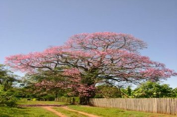 Foto - PASSEIO DO TREM TURÍSTICO DIA 02 DE MAIO - DOMINGO