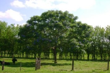 Foto - Passeio de Maria Fumaça - Domingo
