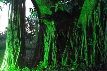 Foto - Trem Turtístico e Cultural com passeio noturno para Sapezal