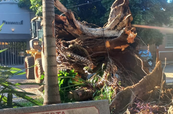 Secretaria de Obras elimina riscos com retirada de velhos tocos e podas corretivas na Praça da Matriz