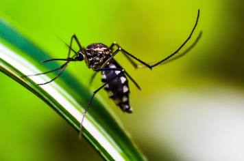 ATENÇÃO: Paraguaçu inicia campanha contra a dengue com recolhimento de criadouros nos bairros
