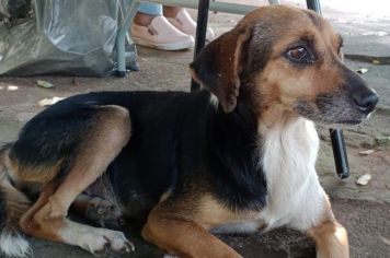 Cachorrinha perdida está a espera de seu dono