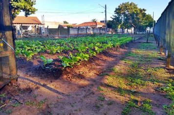 Espaço Horta da Prefeitura de Paraguaçu faz primeira colheita de verduras