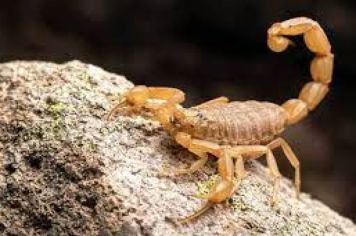 Combate, manejo e como agir no caso de acidentes com escorpiões