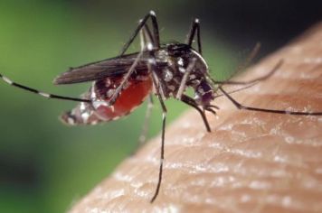 Paraguaçu Paulista confirma mais três casos de dengue e Departamento de Saúde alerta a população
