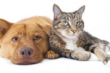 Programa municipal de castração de cães e gatos.