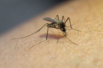 Casos de Dengue avançam em Paraguaçu