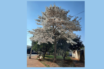 Desafio do CRAS III enaltece Dia da Árvore