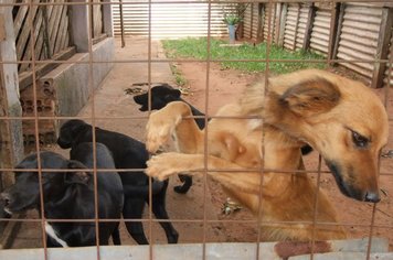 Moradora de Paraguaçu pede ajuda para a adoção responsável de cachorrinhas
