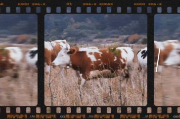 Semana Animal – Prefeitura realiza recolhimento de animais de grande porte soltos pelas vias públicas