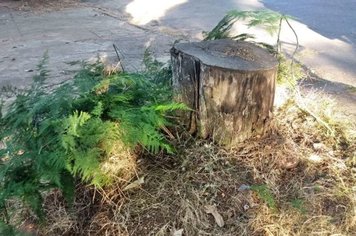 Plantio de árvore após o corte é obrigatório