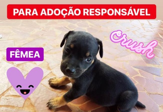Filhotes de cachorro que foram abandonados precisam de adoção responsáveL