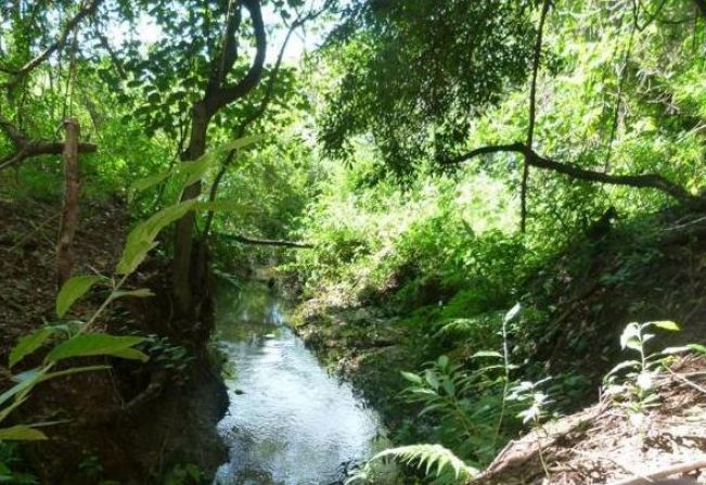 Prefeitura lembra Dia Internacional das Florestas