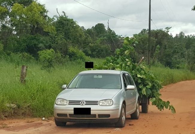 Meio Ambiente recebe denúncia e notifica morador por descarte irregular de poda de árvore