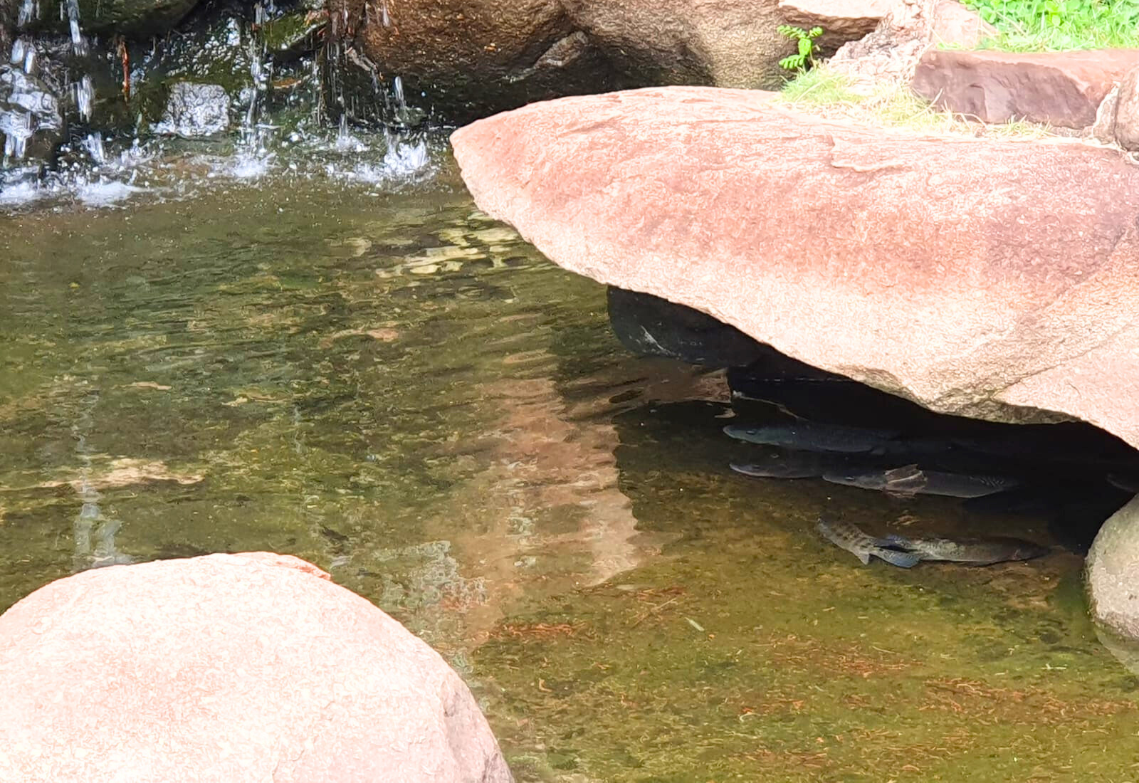 Prefeitura de Paraguaçu Paulista realiza a limpeza do lago no Jardim das Cerejeiras