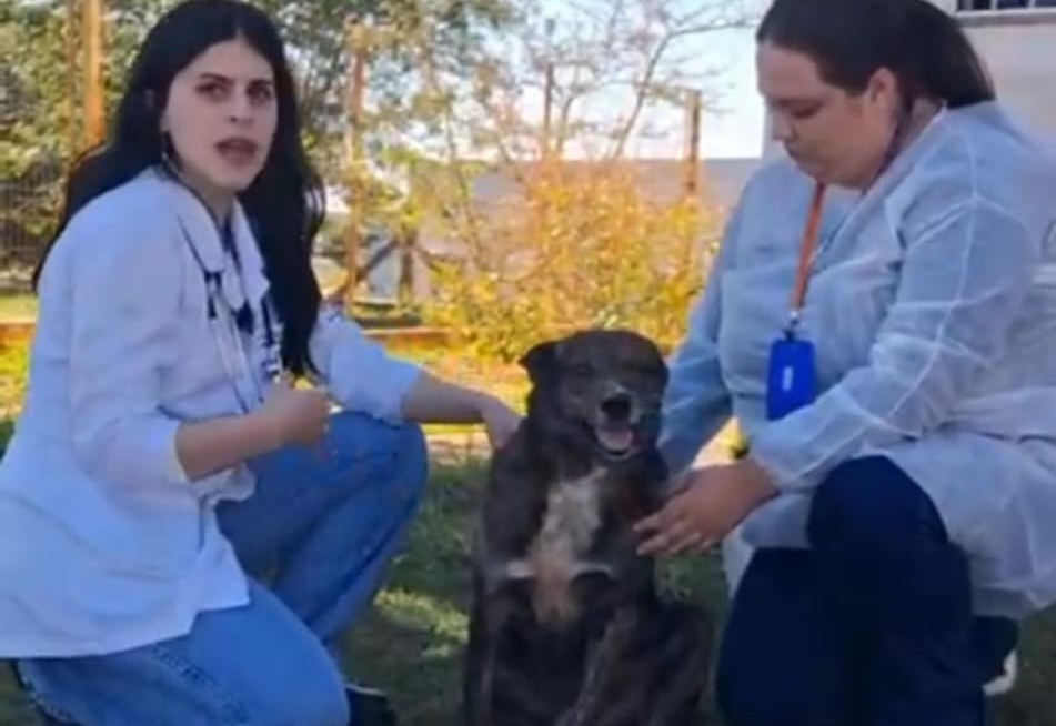 Paraguaçu Paulista reforça prevenção e explica como é feito o diagnóstico da Leishmaniose Visceral