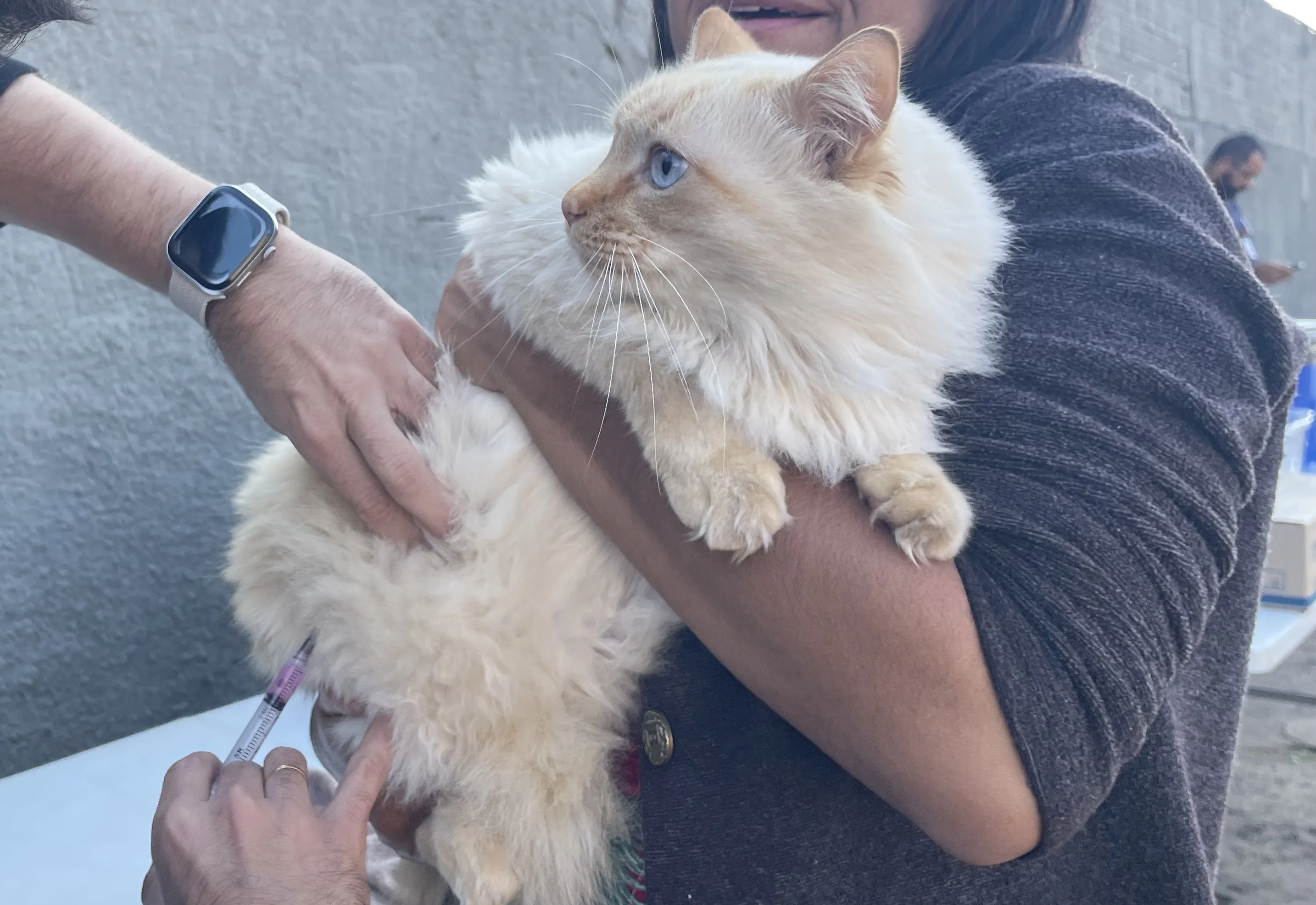 Vacinação contra a raiva para cães e gatos, acontece sexta-feira no Jardim das Oliveiras