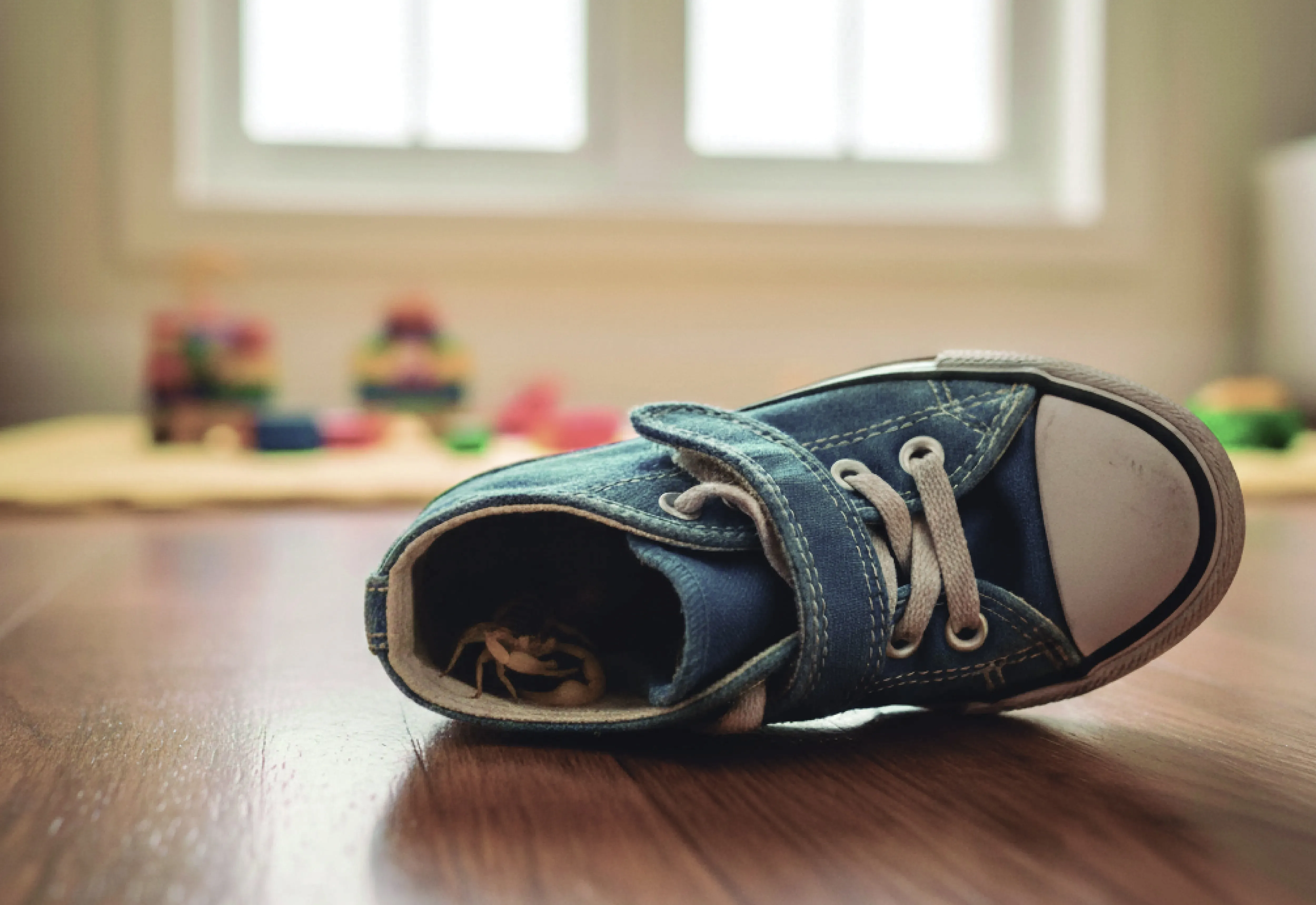 Cuidados Essenciais Contra a Proliferação de Escorpiões em Paraguaçu Paulista