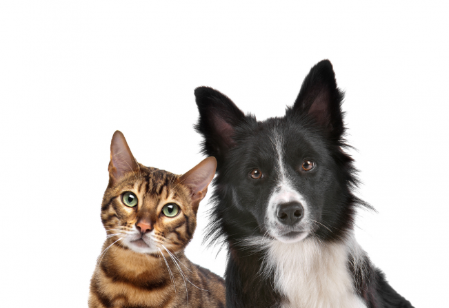 Sexta tem vacina contra raiva em cães e gatos