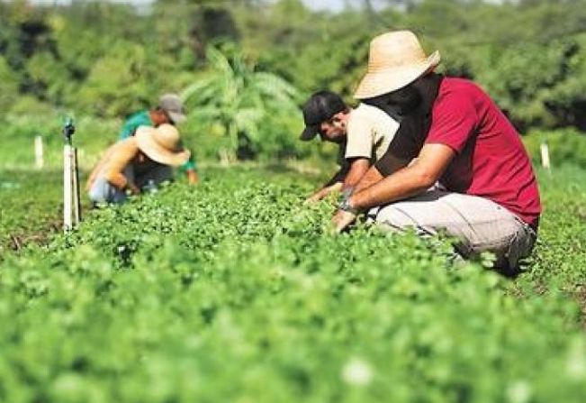 Agricultor Familiar: Prefeitura de Paraguaçu celebra com ações para a fortalecer a categoria