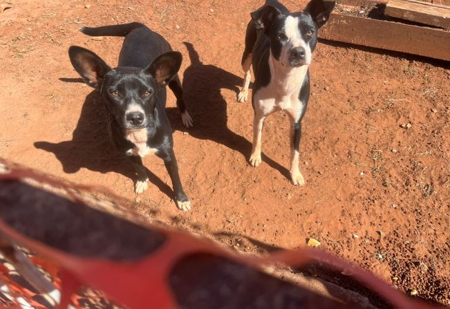 Cachorrinhas perdidas estão a espera de seu dono