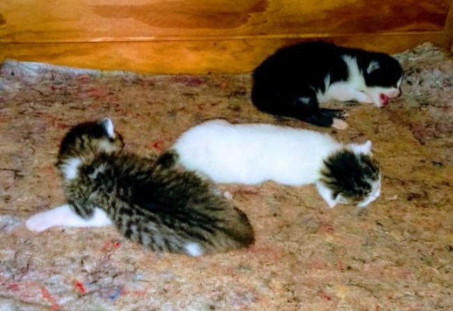 ADOÇÃO RESPONSÁVEL