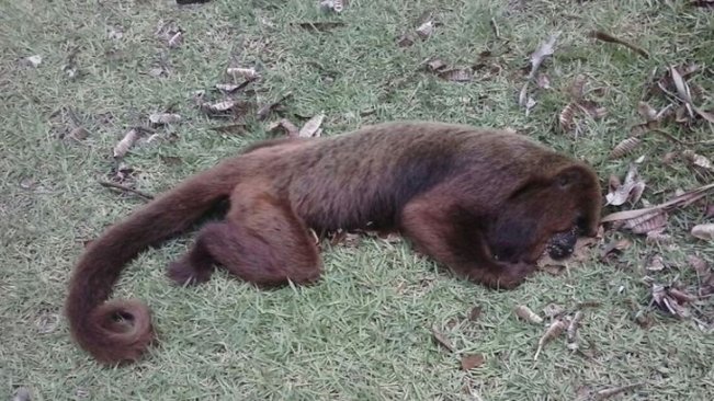 Região tem 5 casos de macacos mortos, um é em Paraguaçu