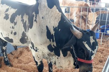 Foto - Exposição de animais é sucesso na Expo Paraguaçu 2025 