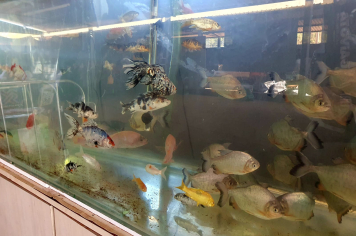 Foto - Palestras e curiosidades movimentam pavilhão na Expo 2025