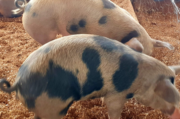 Foto - Exposição de animais é sucesso na Expo Paraguaçu 2025 