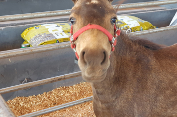 Foto - Exposição de animais é sucesso na Expo Paraguaçu 2025 