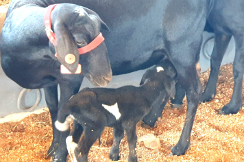 Foto - Exposição de animais é sucesso na Expo Paraguaçu 2025 