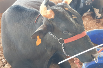 Foto - Exposição de animais é sucesso na Expo Paraguaçu 2025 