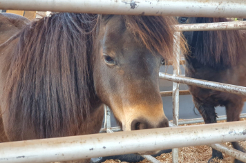 Foto - Exposição de animais é sucesso na Expo Paraguaçu 2025 