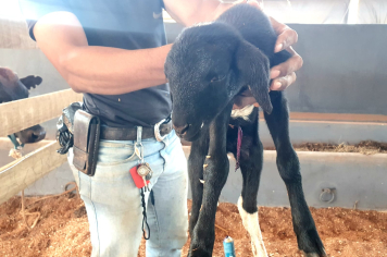 Foto - Exposição de animais é sucesso na Expo Paraguaçu 2025 