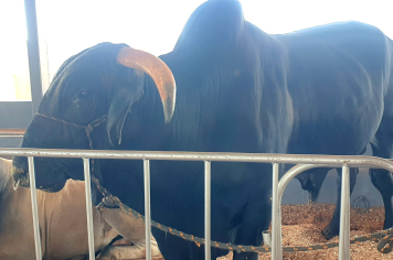 Foto - Exposição de animais é sucesso na Expo Paraguaçu 2025 