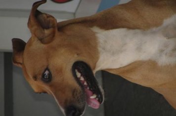 Foto - Ponto de Cultura levanto EnCantos de Natal pelas ruas da cidade