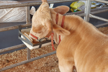 Foto - Exposição de animais é sucesso na Expo Paraguaçu 2025 