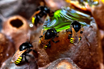 Abelha Brasileira Mandaçaia Pode Ser a Nova Arma Contra a Dengue, Revela Estudo Inovador