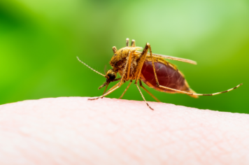 Paraguaçu realiza semana de combate à Leishmaniose