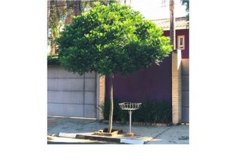 Prefeitura de Paraguaçu fornece mudas para arborização urbana e para áreas verdes