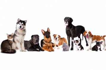 Sexta tem vacinação contra raiva em cães e gatos 