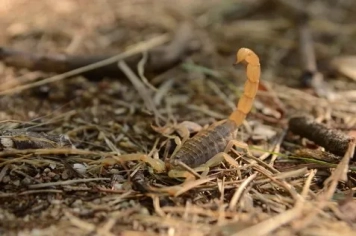 Secretaria de Saúde faz alerta sobre o aparecimento de escorpiões durante períodos de chuva