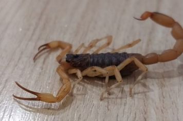 Departamento de Saúde alerta para acidentes com escorpião em Paraguaçu Paulista