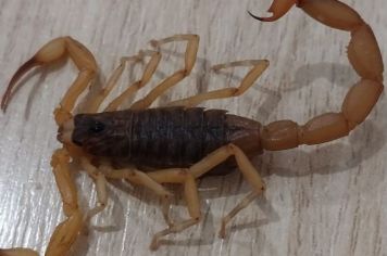 Departamento de Saúde intensifica visitas a residências para orientar sobre acidentes com escorpiões