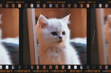 Semana Animal – Programa de Controle Populacional já castrou mais de 3.600 cães e gatos em Paraguaçu Paulista